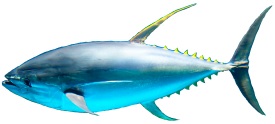 yellow gin tuna fast moving in the ocean